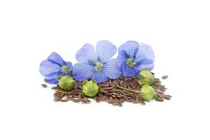 Flax linseed flower and seeds over white background photo