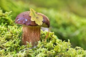 Pinewood king bolete mushroom growing in moss photo