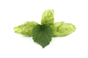 Hops seed cones or strobiles isolated on white photo