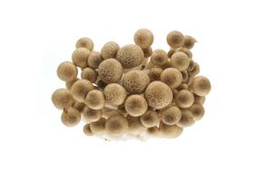 Beech mushrooms Hypsizygus tessellatus isolated on white photo