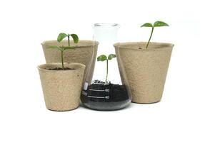 Sprouting from pot and conical glass flask with green plant photo