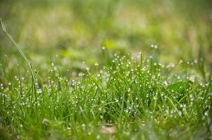 Lushness of the grass and delicate detail of the dewdrops photo