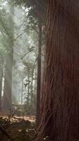 sequoias gigantes no bosque da floresta gigante no parque nacional das sequoias video