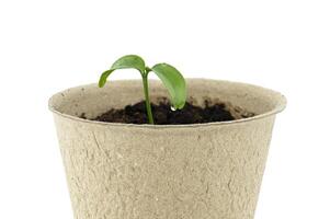 From biodegradable pot set on white, green seedling is emerging photo