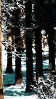 puesta de sol o amanecer en el bosque de pinos de invierno cubierto de nieve video