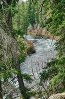 Trail through forest along the Metolius River photo