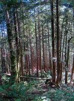 Mixed hardwood and conifer forest photo