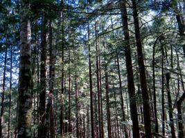 Mixed hardwood and conifer forest photo