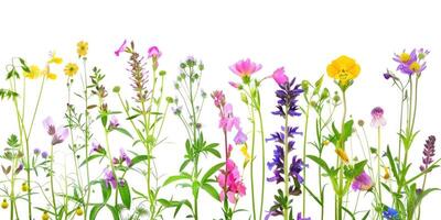 wildflowers decoration floral flatlay on white background photo