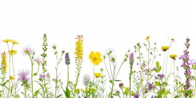 wildflowers decoration floral flatlay on white background photo