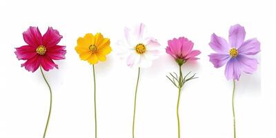 wildflowers decoration floral flatlay on white background photo