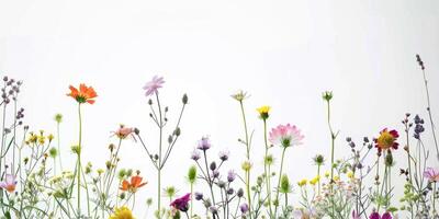 flores silvestres decoración floral flatlay en blanco antecedentes foto