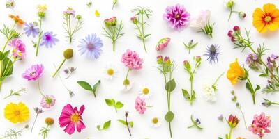 flores silvestres decoración floral flatlay en blanco antecedentes foto