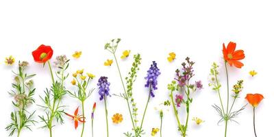 wildflowers decoration floral flatlay on white background photo