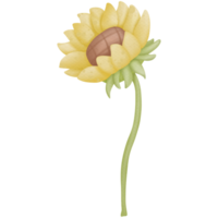 Sunflower watercolor clip art png