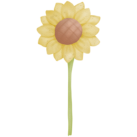 Sunflower watercolor clip art png