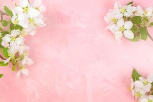 a branch of spring blossoming apple tree on a pink background. photo