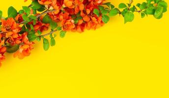 Japanese quince flower on yellow background closeup. place for text photo