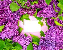 beautiful dark purple fresh lilac on the pink background, purple background photo