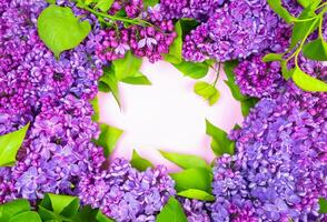 beautiful dark purple fresh lilac on the pink background, purple background photo