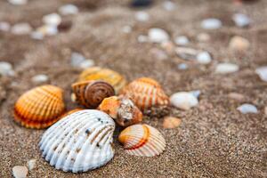 natural shells on the seashore close-up. Beach summer background photo