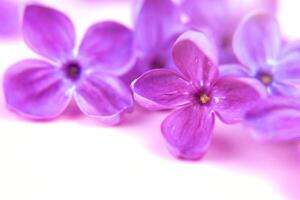 hermosa oscuro púrpura Fresco lila macro en un rosado fondo, Violeta fondo, primavera antecedentes foto