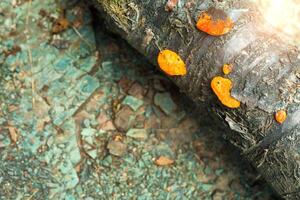 ORANGE MUSHROOM on the tree photo