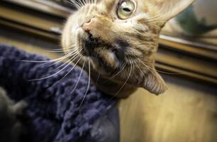 gato en un ventana foto