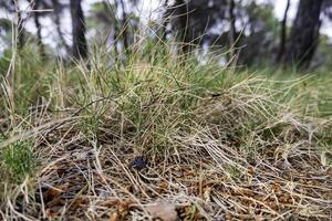 Green grass background photo