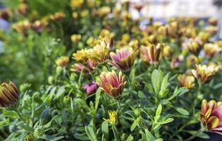 Colour flowers in the field photo