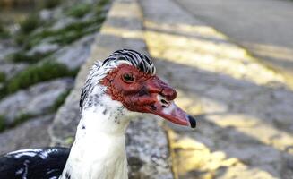Wild creole duck photo