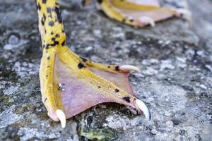 Wild duck feet photo