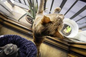 gato en un ventana foto