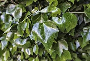 Green ivy background photo