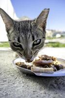 Stray cats in the street photo