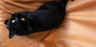 Abandoned black cat photo