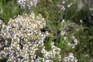 Bee on flowers photo