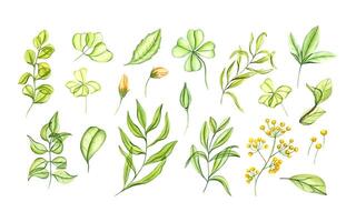 Spring transparent plants and flowers. Yellow flower and green leaves. Tea leaf, clover, buds. Sweet caramel greenery. Simple sugar elements. Watercolor illustration for postcard, greeting vector