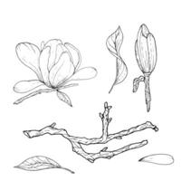 Monochrome flowers and branches of magnolia, hand drawn. Magnolia outline,black and white illustration of magnolia flowers and branches vector