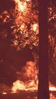 un feu de forêt brûle le sol dans la forêt video