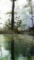 Panorama des Waldes mit Fluss, der die Bäume im Wasser widerspiegelt video