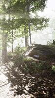 soleil levant dans une forêt avec brouillard video