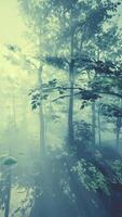 foresta magica con raggi di luce attraverso il legno di drone fpv video
