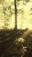 Rising sun falls into the deciduous forest on a foggy summer morning video