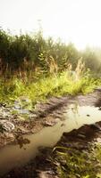 flaques d'eau et boue et herbe verte sur un chemin de terre video