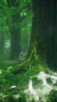 raízes de árvores e sol em uma floresta verde video