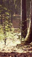 Sun beams through thick trees branches in dense green forest video