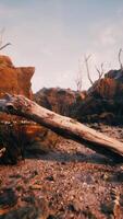 dry dead tree branches and mountain ridge video