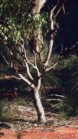 ein einsam Baum Stehen hoch im das Mitte von ein dicht Wald video