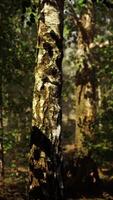 une dense bouleau forêt avec imposant des arbres atteindre vers le ciel video